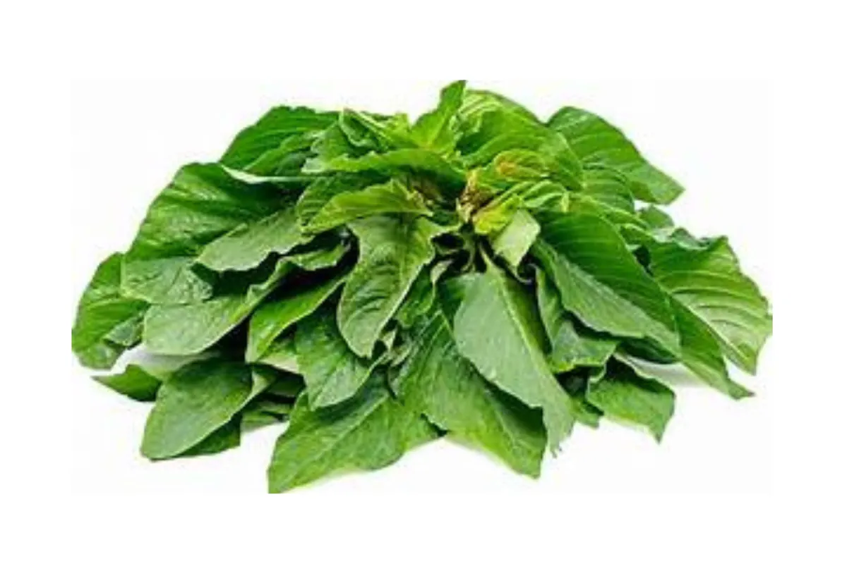 Amaranthus